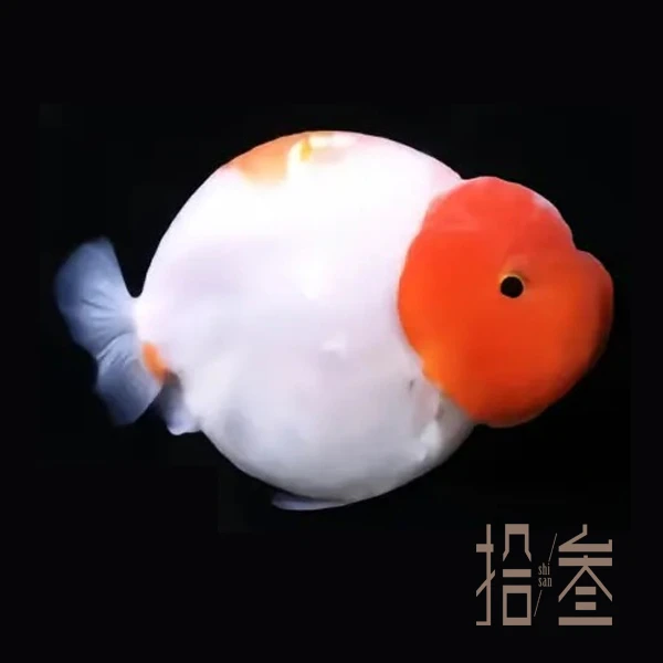 拾叁兰寿泰狮【兰寿金鱼】方头娃娃脸兰寿金鱼淡水鱼冷水鱼可混养