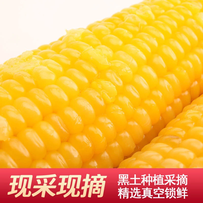 【树品源】东北黄玉米 12根赠1根（到手共13根）单根150-180g
