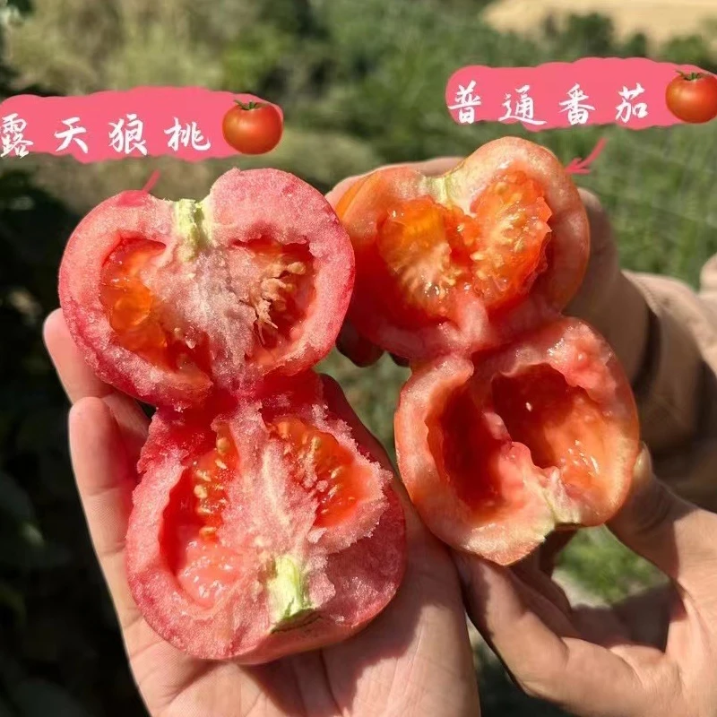 【树品源】攀枝花自然熟沙瓤西红柿露天种植番茄5斤装 坏果包赔