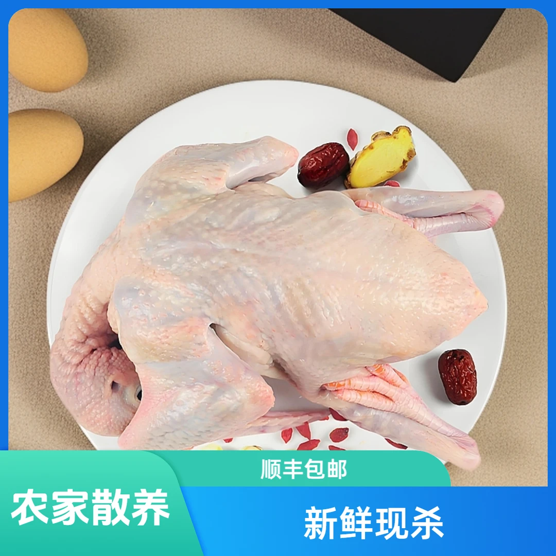 农家散养五年以上3只《老鸽子》新鲜现杀顺丰包邮（坏单包赔）