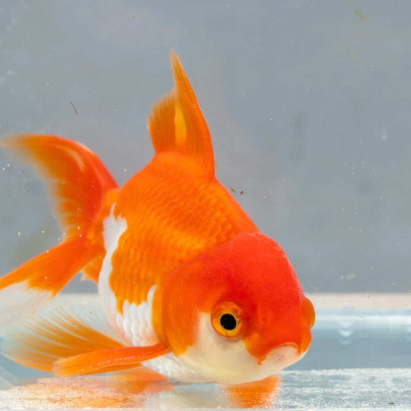 宠物/宠物食品及用品 > 宠物活体 > 水族活体 > 鱼金鱼