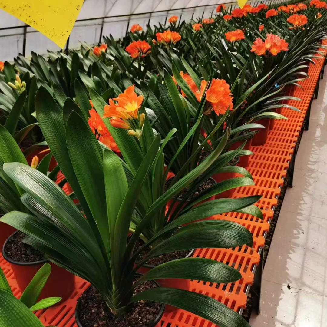 红花长春君子兰盆栽年底上箭开花红花