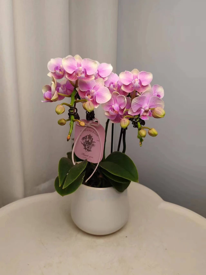 蝴蝶兰【小彩虹】单花剑 室内花花 广州基地直发