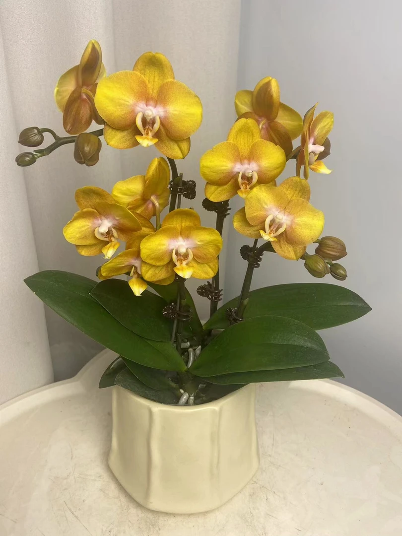 蝴蝶兰【拉斯维加斯】单苗双花剑  包邮 室内花花 广州基地直发