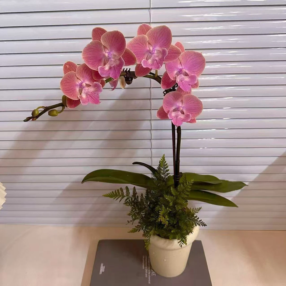 蝴蝶兰【唯美】大舌头 室内花花 广州基地直发