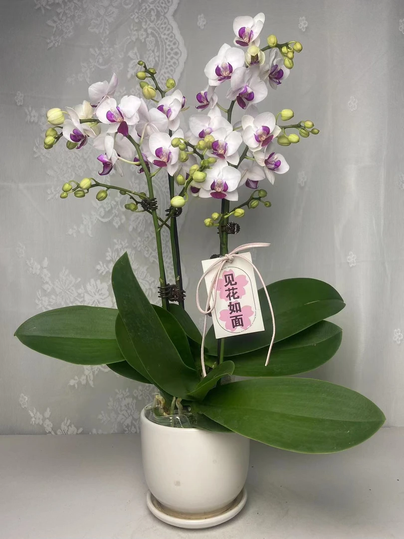 蝴蝶兰【避风港】双花剑 室内花 好养懒人 广州基地直发