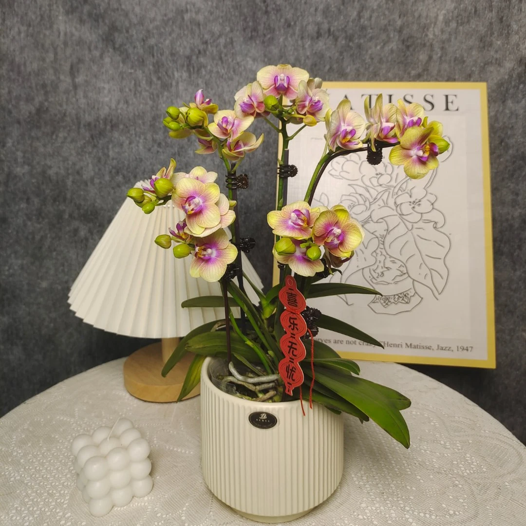 蝴蝶兰《小桔子》两苗五花剑 懒人花花 新手好养 广州源头基地直发