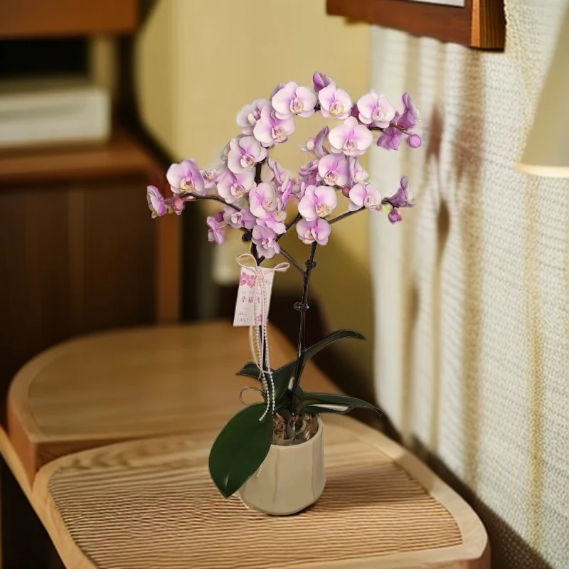 蝴蝶兰【小梅花】 单苗双花剑 包邮 不带盆 广州基地直发