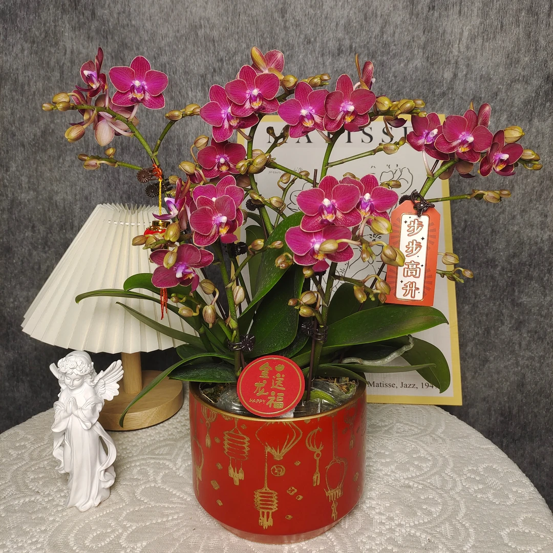 蝴蝶兰《香甜甜》三苗六花剑 年宵花 香水花卉 广州源头基地直发