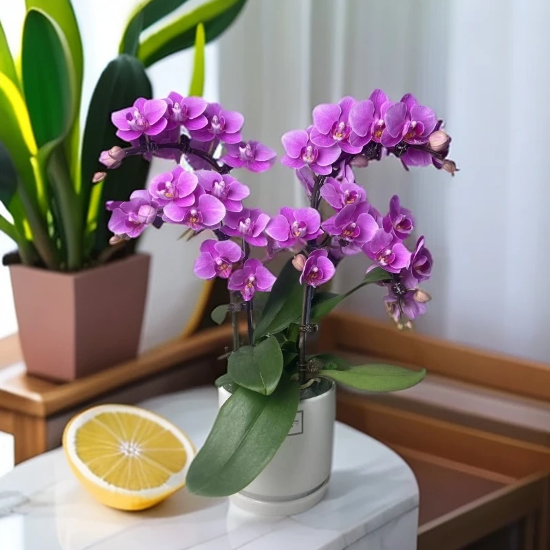 蝴蝶兰【紫霞】双花剑   室内好养花花  广州基地直发