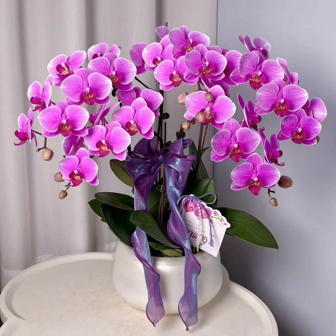 蝴蝶兰【粉蝶】单花剑 好养懒人花花 广州基地直发