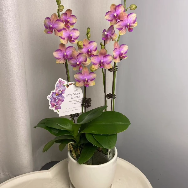 蝴蝶兰【韩国水晶】3花剑 带花带花苞 花色鲜艳