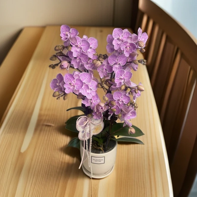 蝴蝶兰【樱花】一苗两花剑 顺丰包邮 室内花花 广州基地直发
