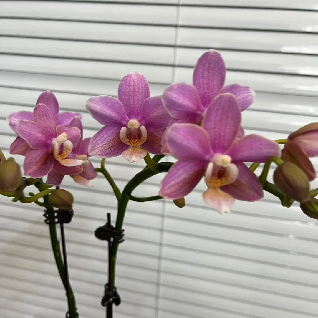 【曼陀罗】单花剑 年宵花 新手好养 广州源头基地直发