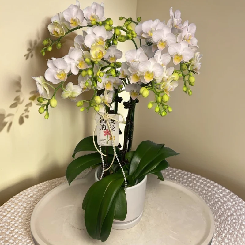 蝴蝶兰【嫦娥】 单苗双花剑 包邮 室内花 广州基地直发