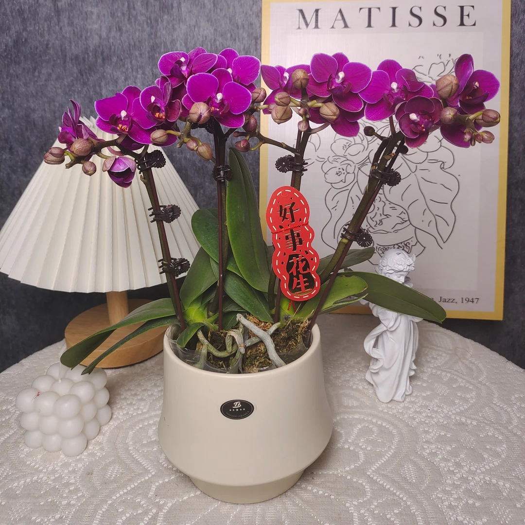 蝴蝶兰《紫艳》两苗四花剑 懒人花花 新手好养 广州源头基地直发