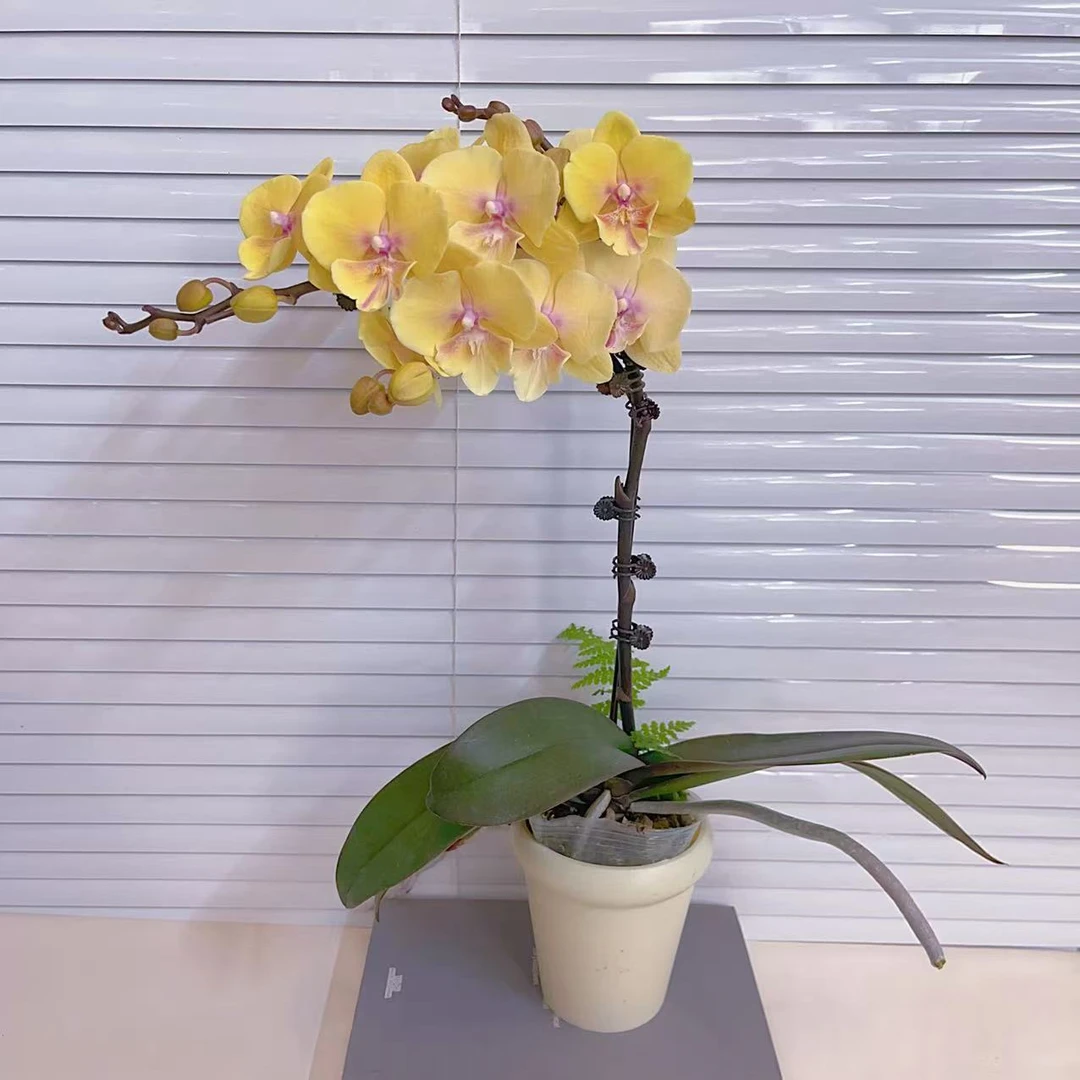 蝴蝶兰【永利黄金】大舌头 单花剑  室内好养广州基地直发