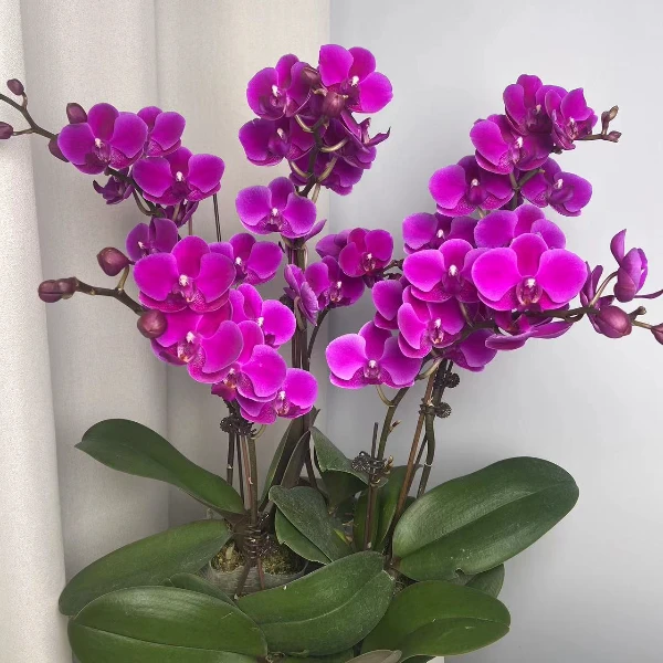 蝴蝶兰【满天红】单花剑  包邮  室内好养花花  广州基地直发