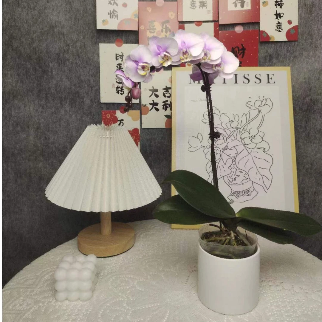 蝴蝶兰《小梅花》一苗一花剑 懒人花花 年宵花 新手好养