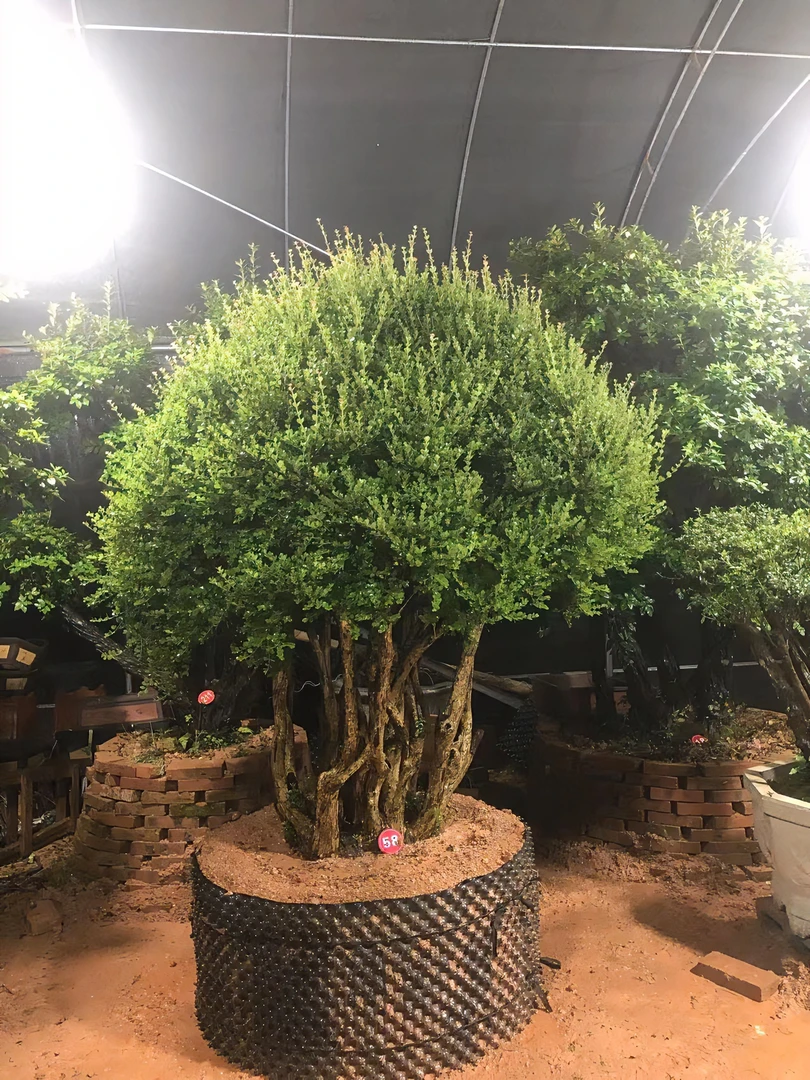 赤楠老桩小叶赤楠盆景老桩盆栽植物花卉四季常青好养绿植(不包邮)