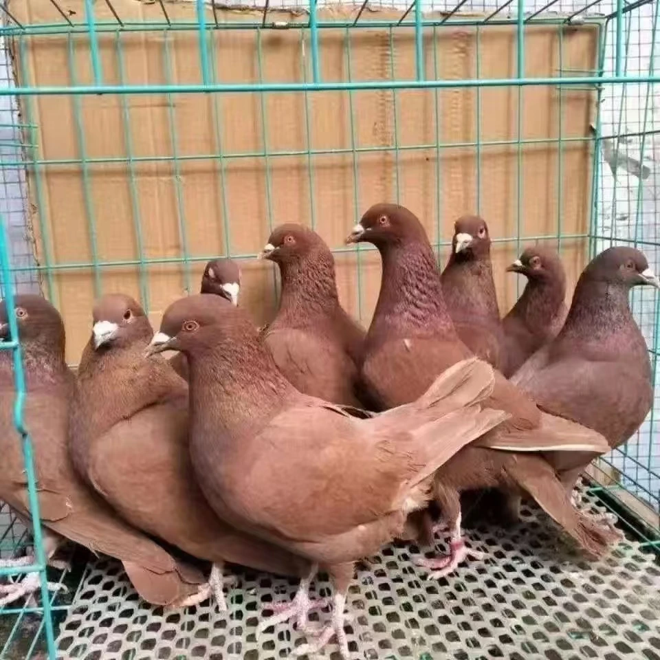 红卡黑卡鸽子2只价格包活到家