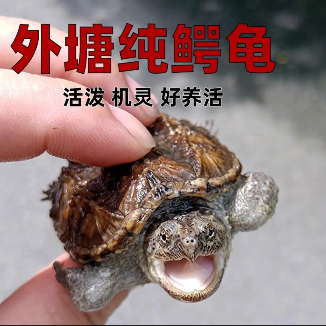 原种纯佛鳄龟爆刺鳄鱼龟幼苗佛鳄龟活物杂佛北美小鳄龟乌龟宠物
