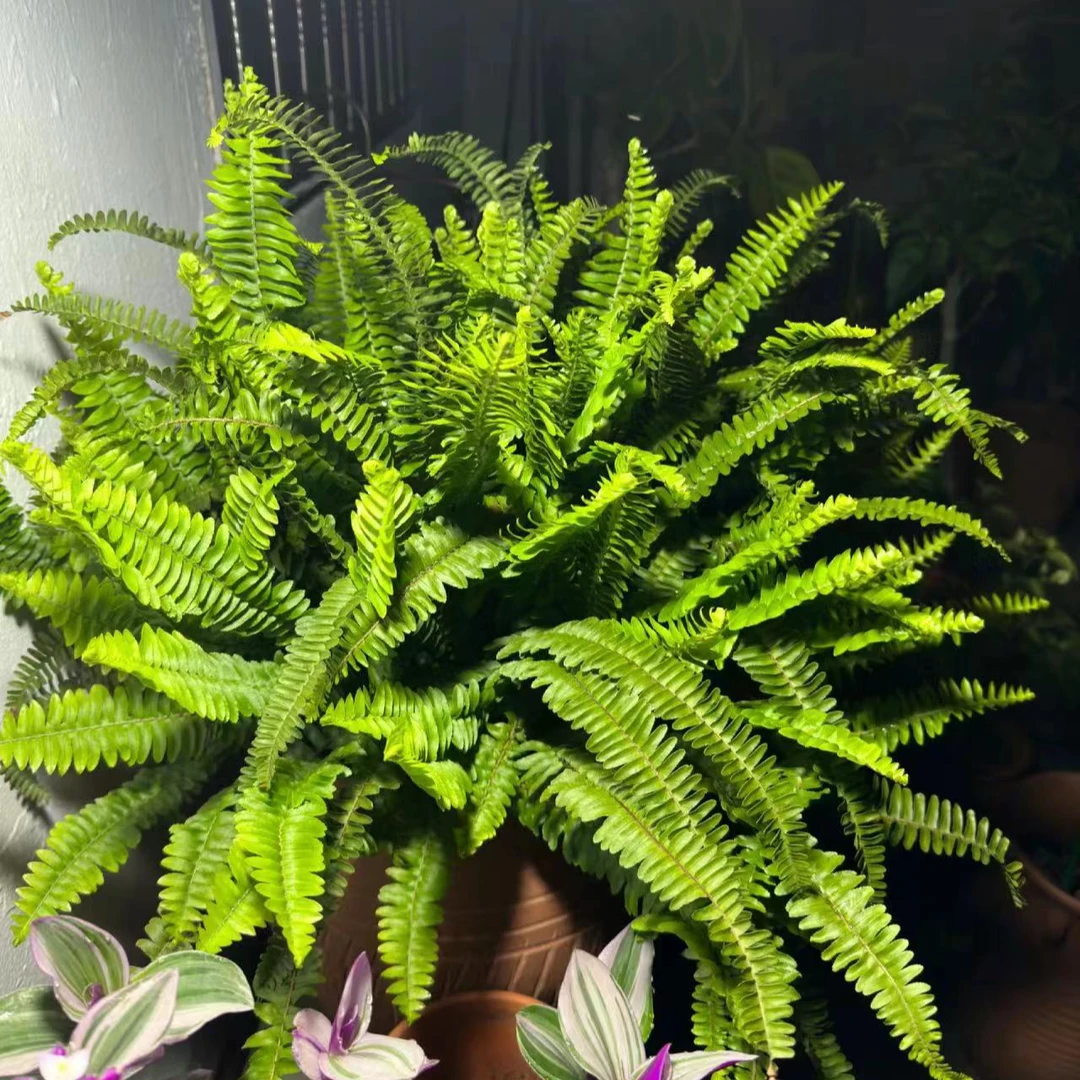 长叶肾蕨盆栽四季常青多年生室内外观叶绿植耐阴新手易养护美观