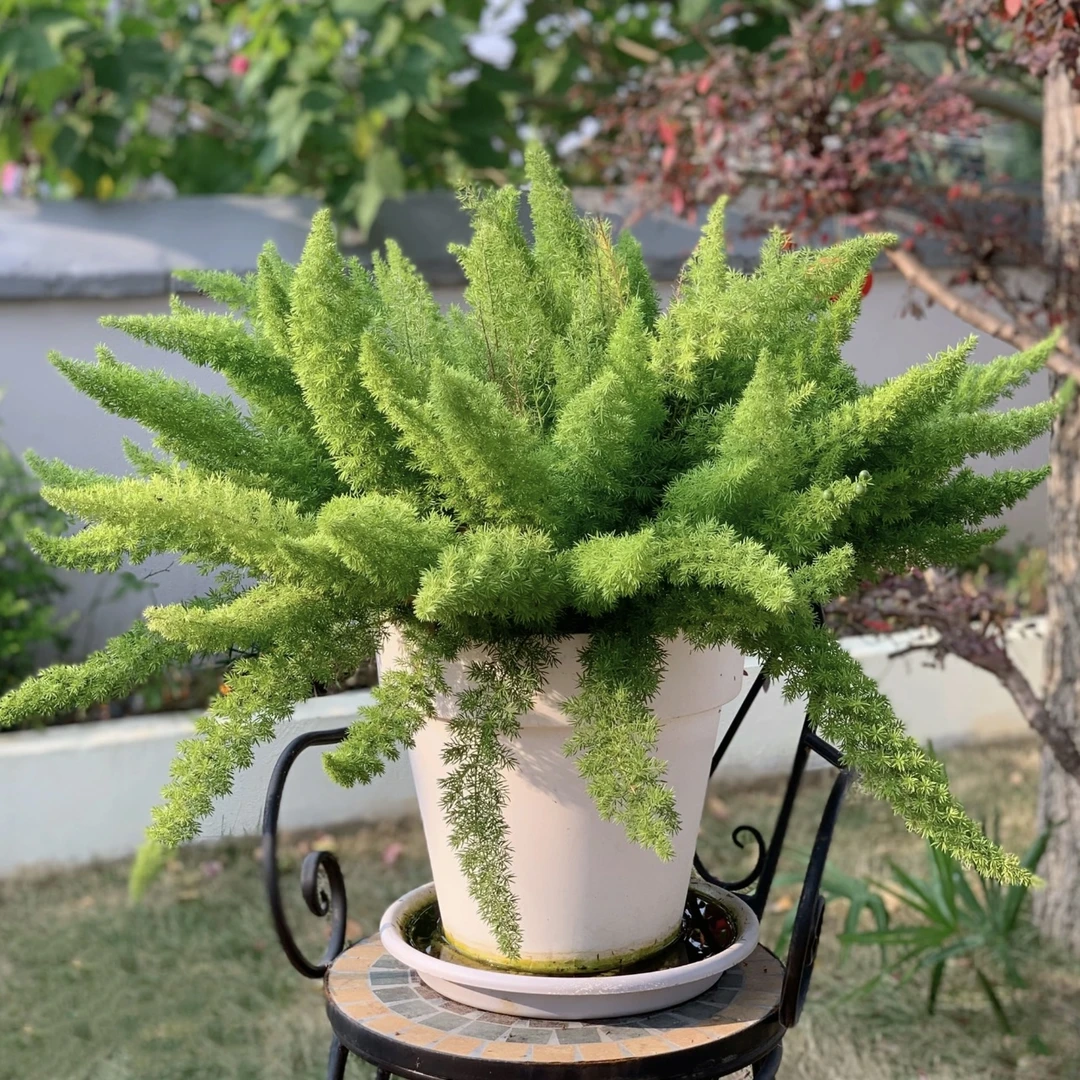 狐尾 天门草绿植盆栽多年生四季常青庭院阳台花境植物美观易养护