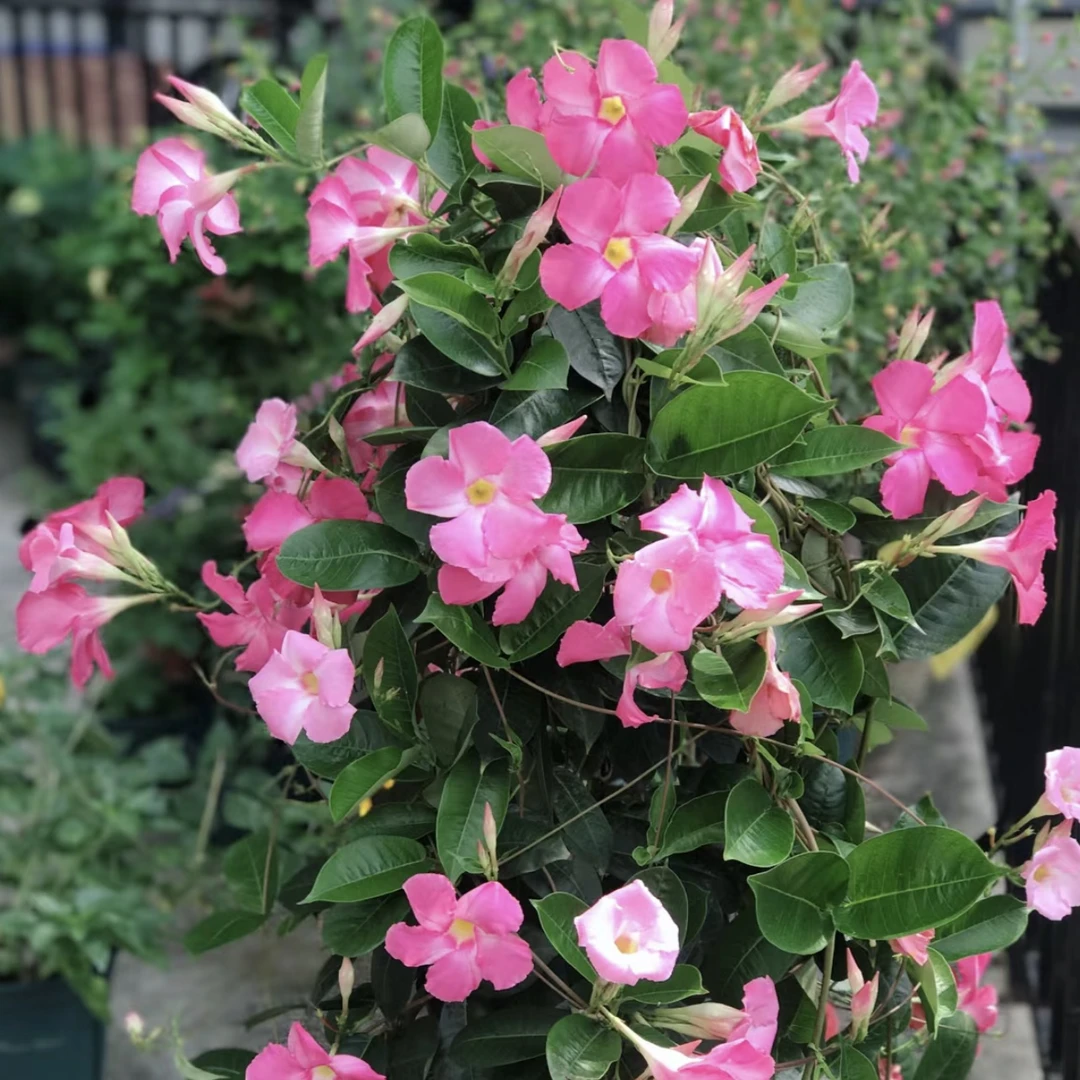 飘香藤粉色 花盆栽庭院阳台新手易养护