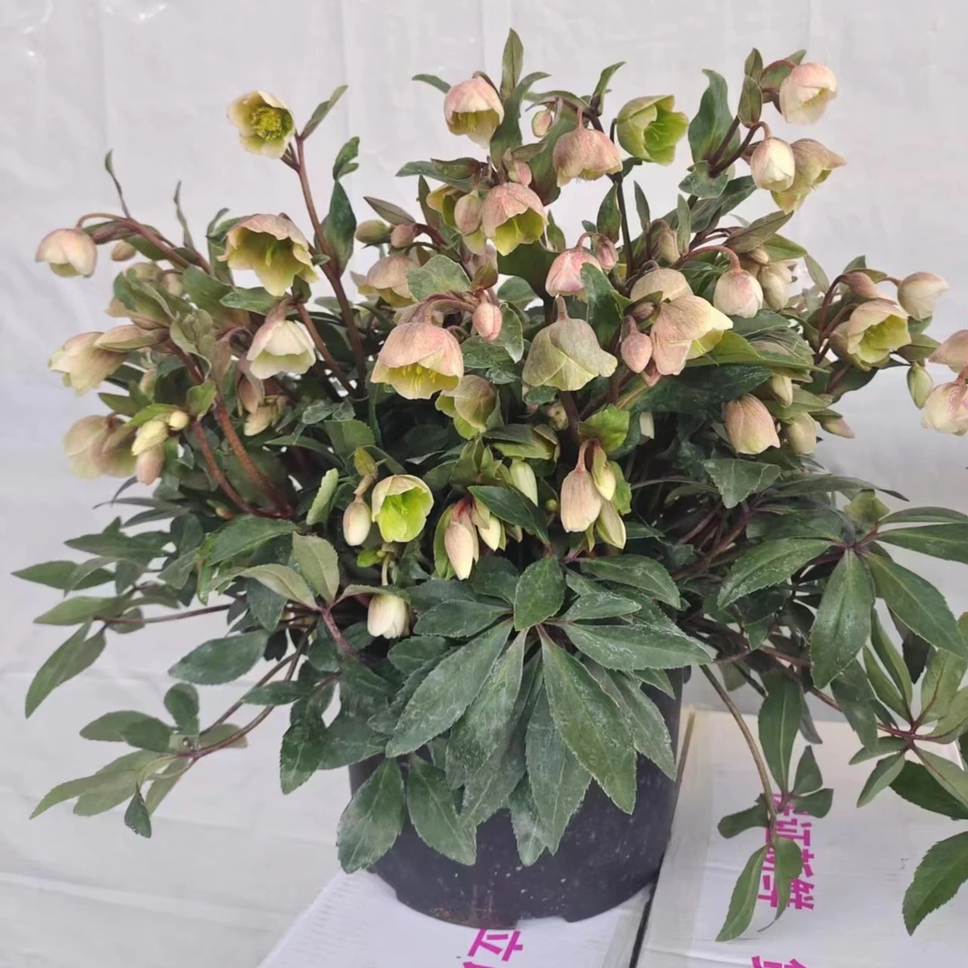 铁筷子【品种不选】盆栽植物阳台庭院耐寒盆栽夏季简单美观盆栽