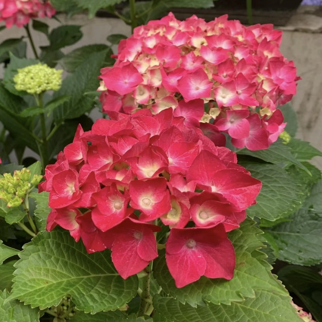 热忱绣球花盆栽庭院阳台新手易养护喜水植物