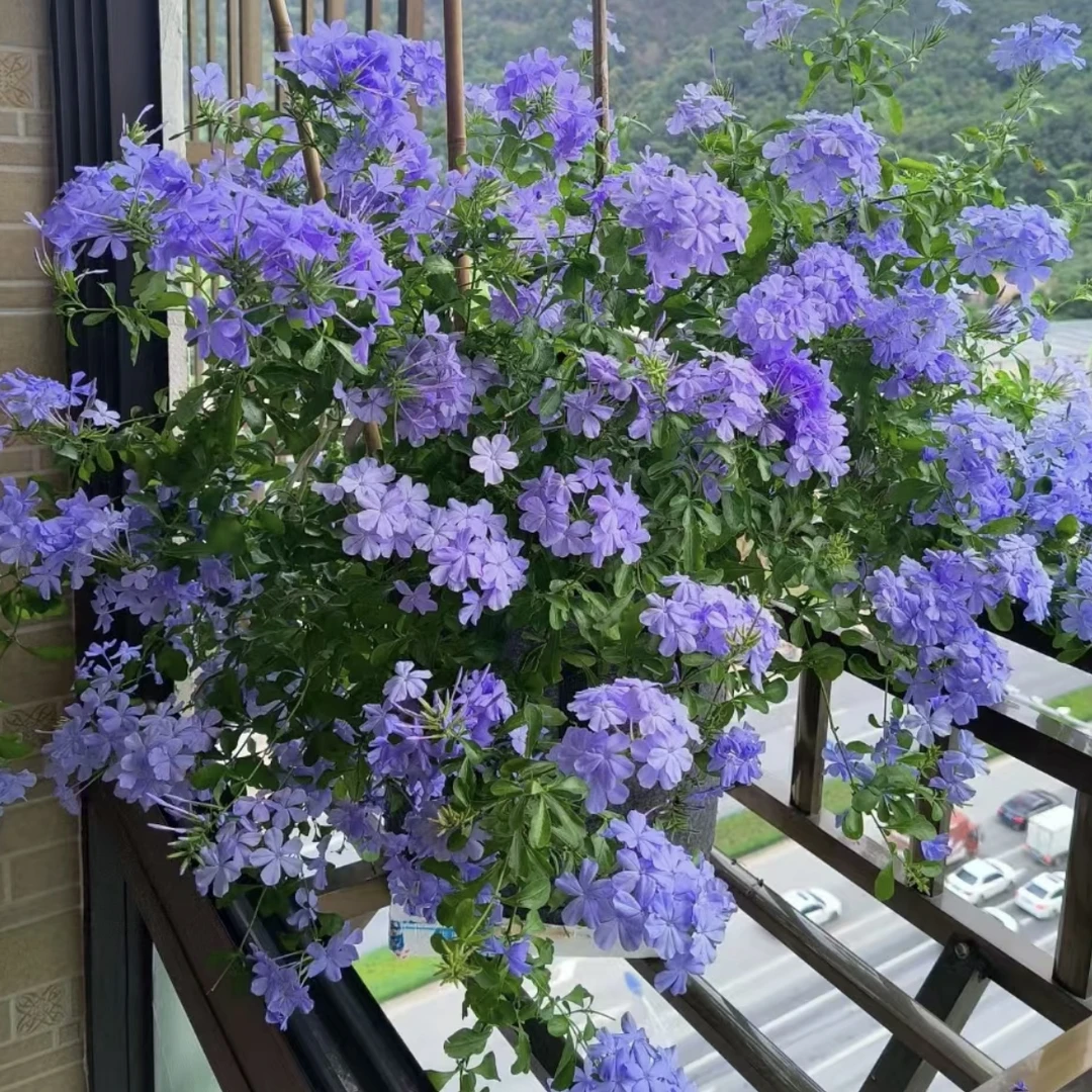 1.5加仑蓝雪花盆栽庭院阳台新手易养护爆花强植物