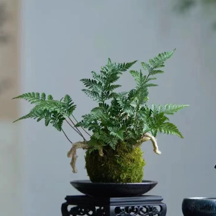 狼尾蕨盆栽多年生四季常青好养活室内绿植耐阴新手易养护美观