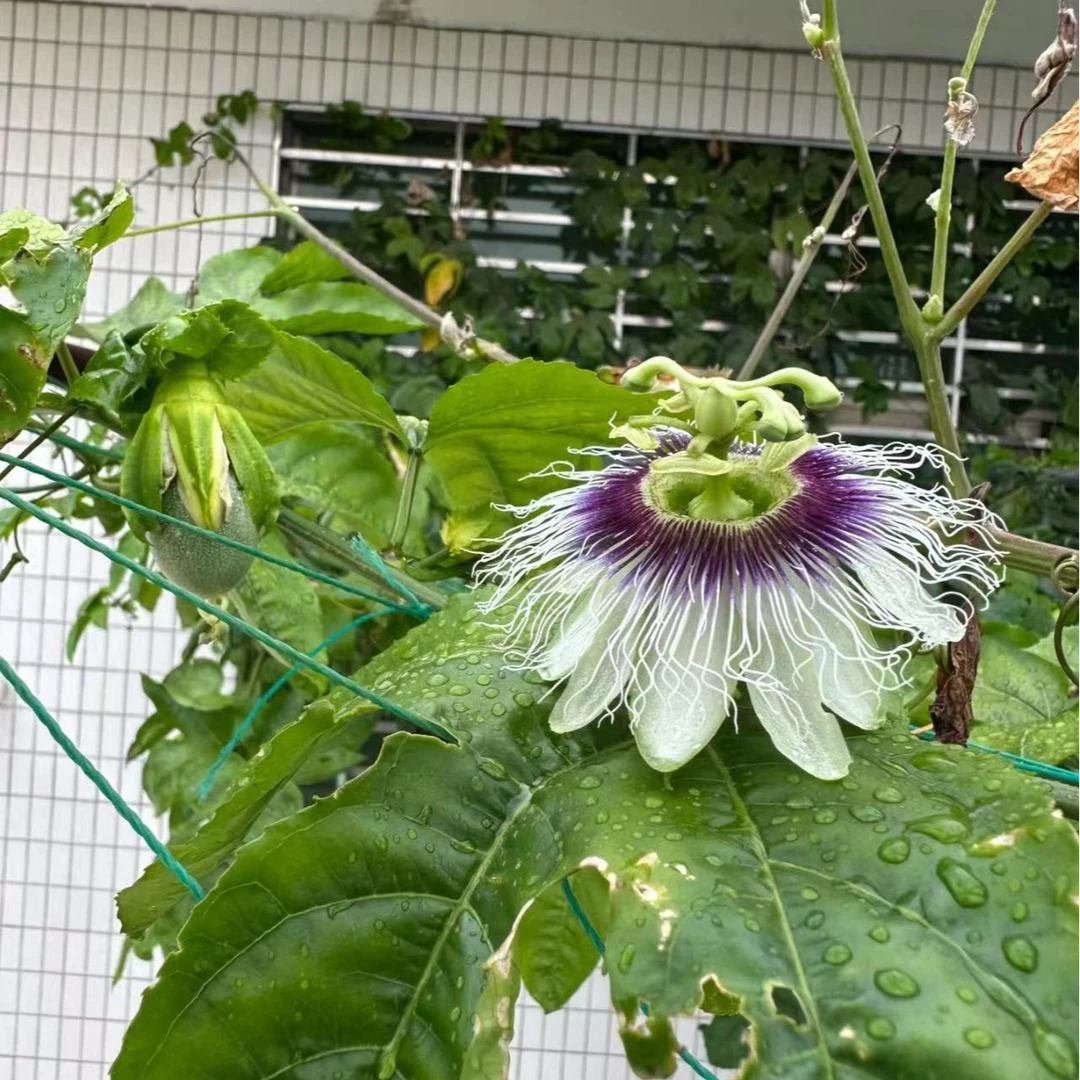 爬藤植物盆栽生长快多年生好养活花园庭院阳台新人易养护美观