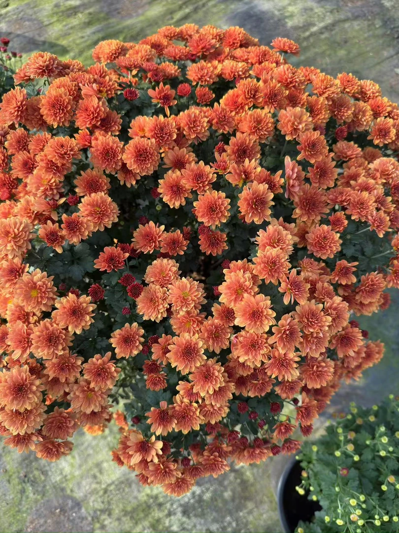 千头菊爆花机器多年生草本花卉耐寒耐热地栽盆栽