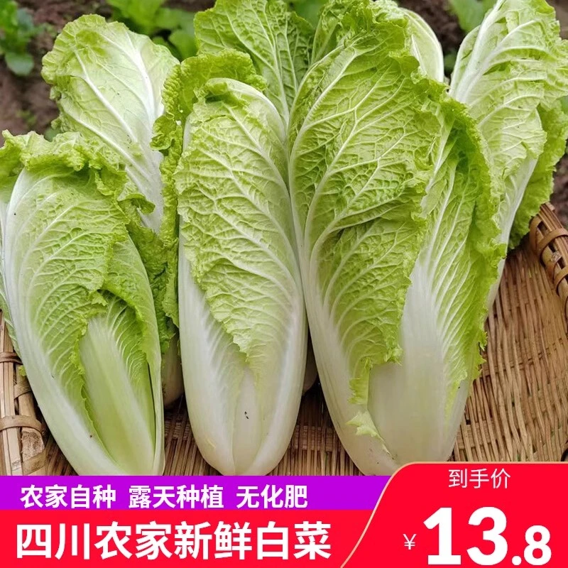 【农家自种】新鲜现摘白菜青菜当季新鲜蔬菜时令蔬菜叶菜5斤包邮