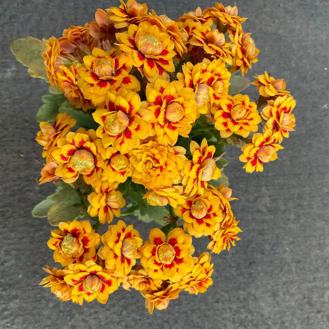 【梦想家的花园】～洛桑女神长寿花