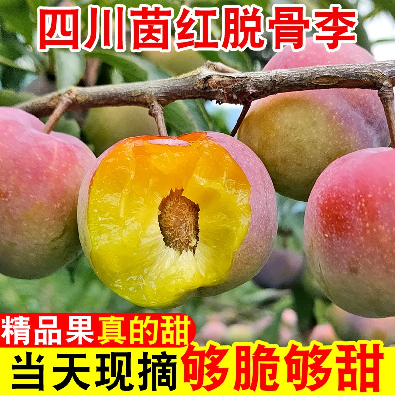 现摘现发四川半边红脱骨李子新鲜当季水果茵红李脆甜整箱青红脆李