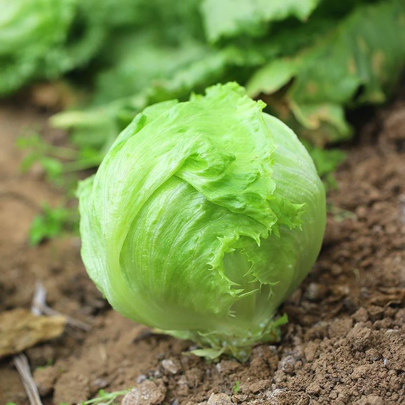 结球生菜球生菜种子籽种蔬菜种子秋冬四季种的青菜四季播孑疏菜种