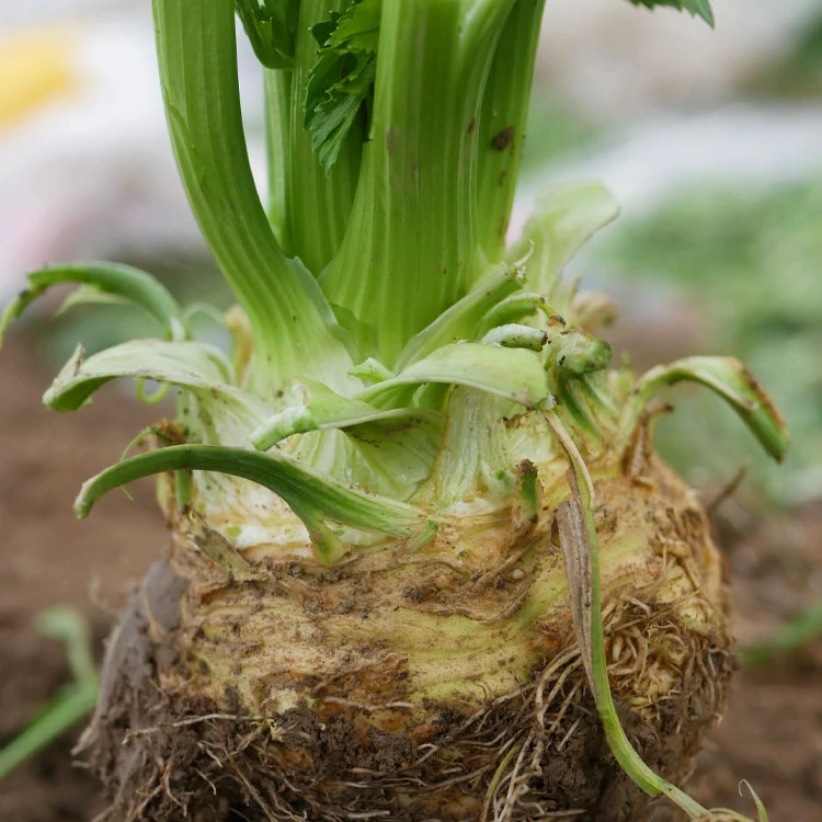根芹种子地中海芹菜根球型蔬菜种籽苗四季播大田阳台盆栽耐热耐寒