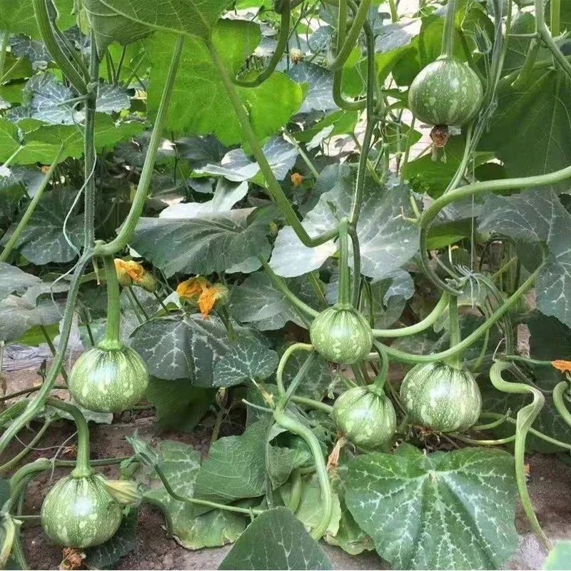 一串铃南瓜种子种籽嫩早一串铃小青瓜早熟嫩南瓜盆栽种孑蔬菜种籽