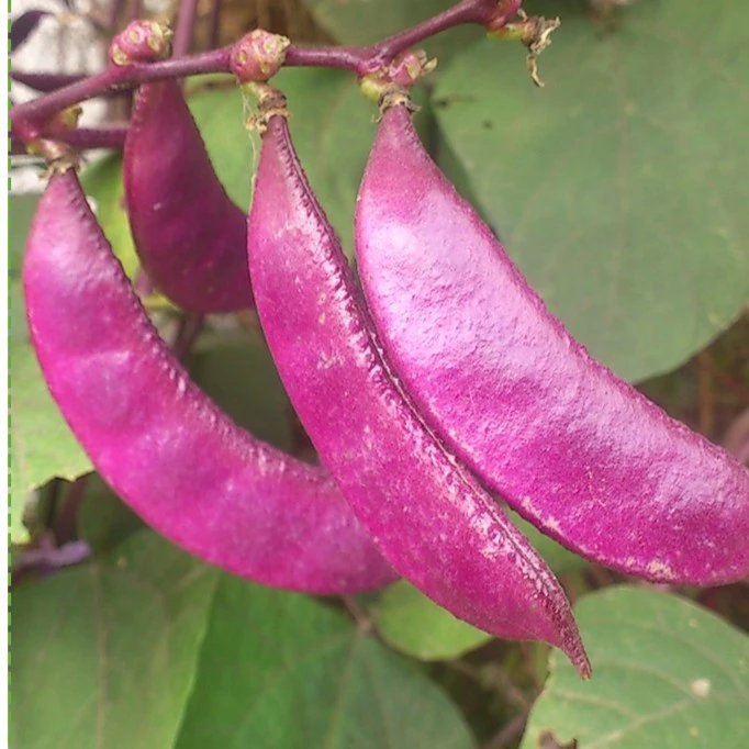 紫眉豆种子高产早熟豆角猪耳朵红紫扁豆种孑梅豆种籽爬藤蔬菜种籽