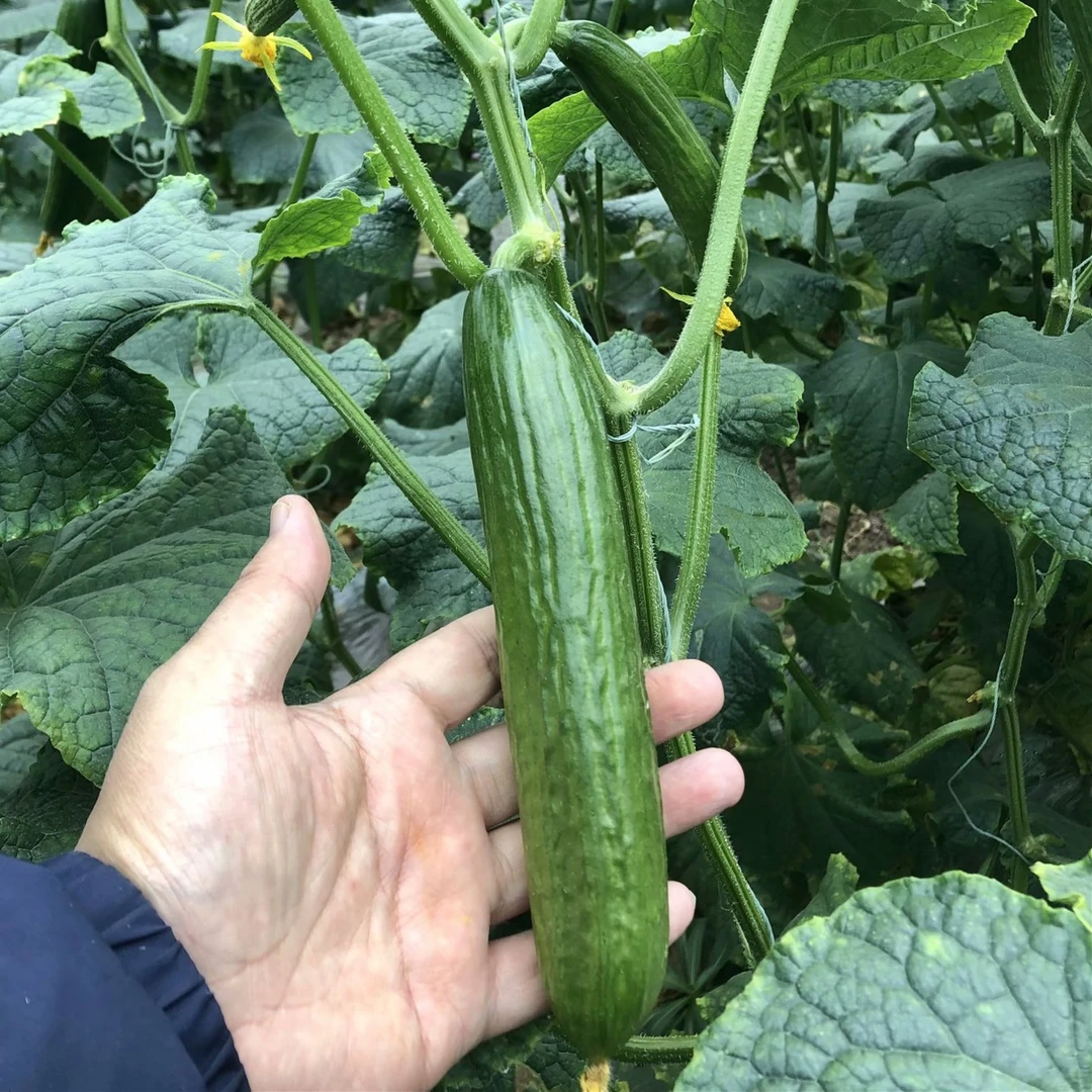 翠玉水果黄瓜种子荷兰小黄瓜种籽无刺甜脆节节青瓜春秋播种瓜籽种