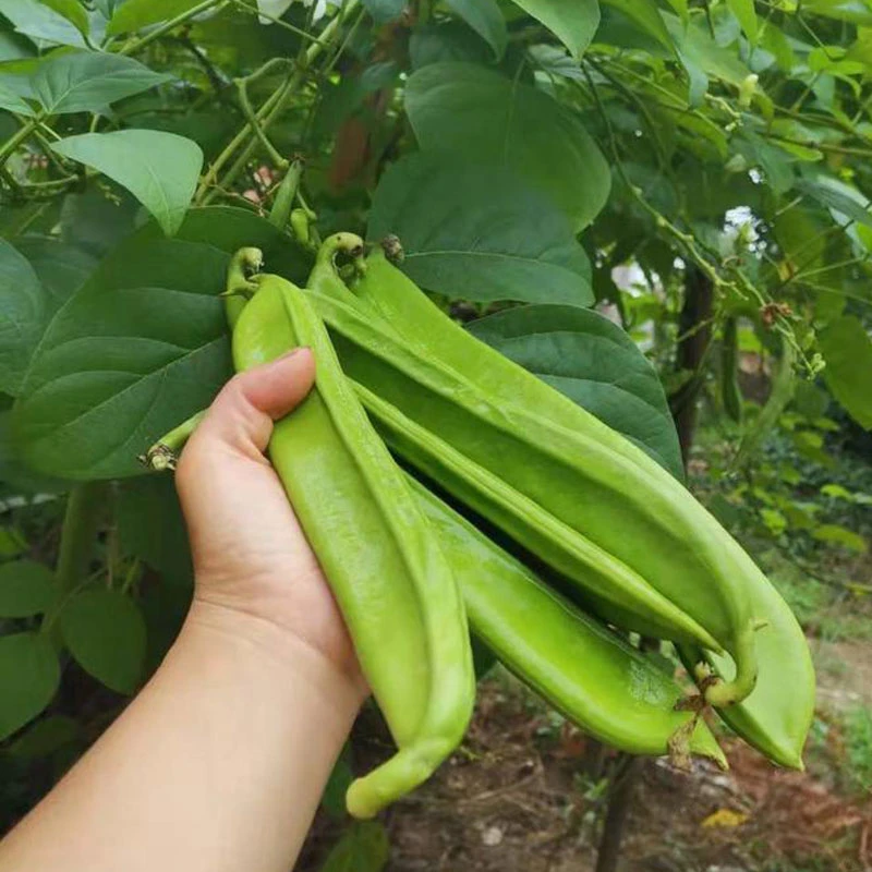 刀豆种子大红霸王大刀豆种籽巨型大豆角种籽四季爬藤蔬菜豆角种子