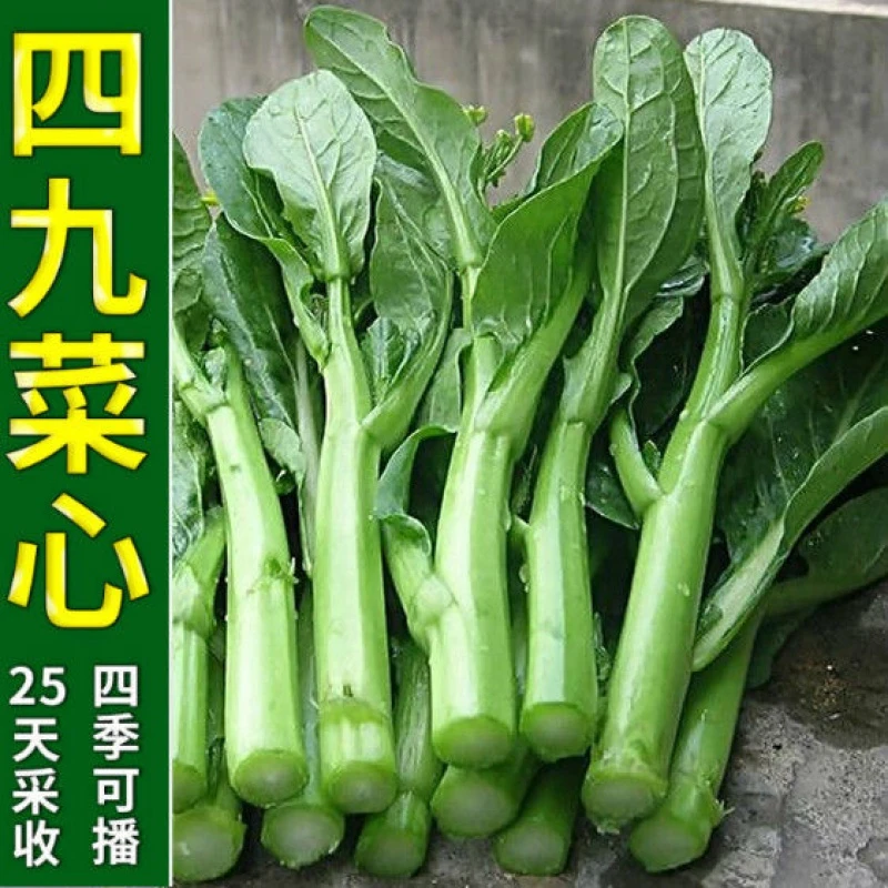 四九菜心种子四季春秋冬季广东青菜籽大全盆栽耐热连续播种翠绿