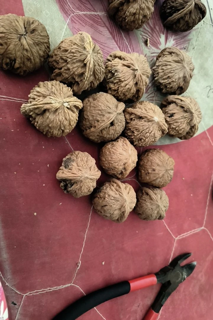 文玩核桃核桃文玩散仔两个光雾山大凉山鲜核桃