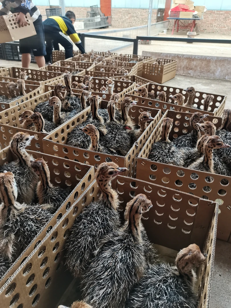 新鲜鸵 鸟 肉 小 鸵 顺丰包邮