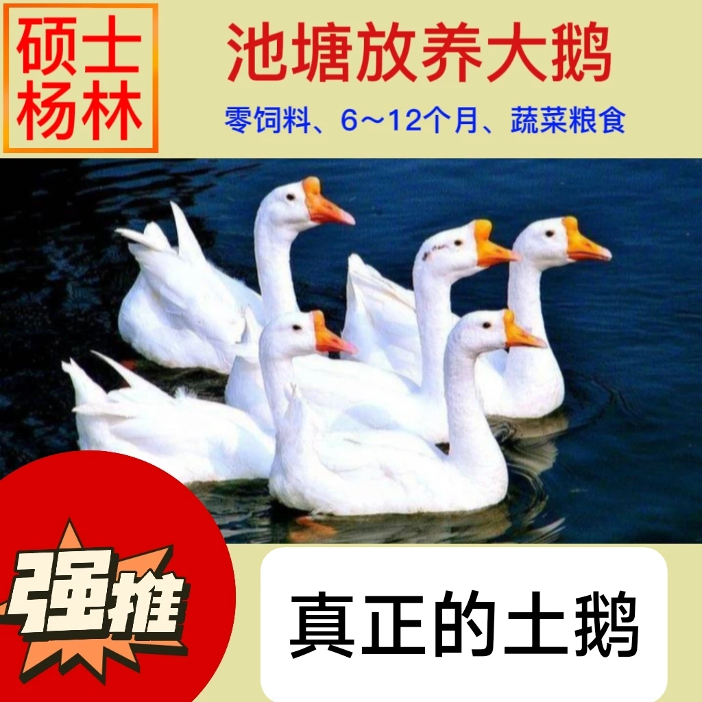 土鹅,池塘喂养,零饲料零激素零添加,现杀速冻,冷冻邮寄,保质保鲜
