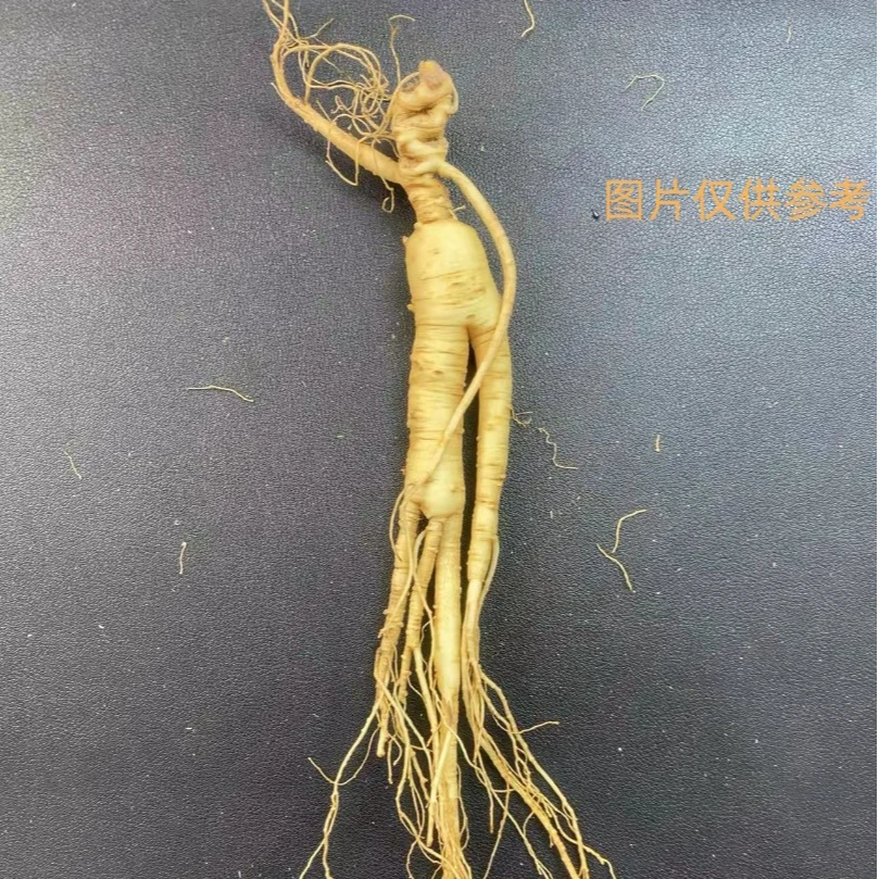 长白山 林下参 大支泡酒好伴侣 须毛长 芦头好