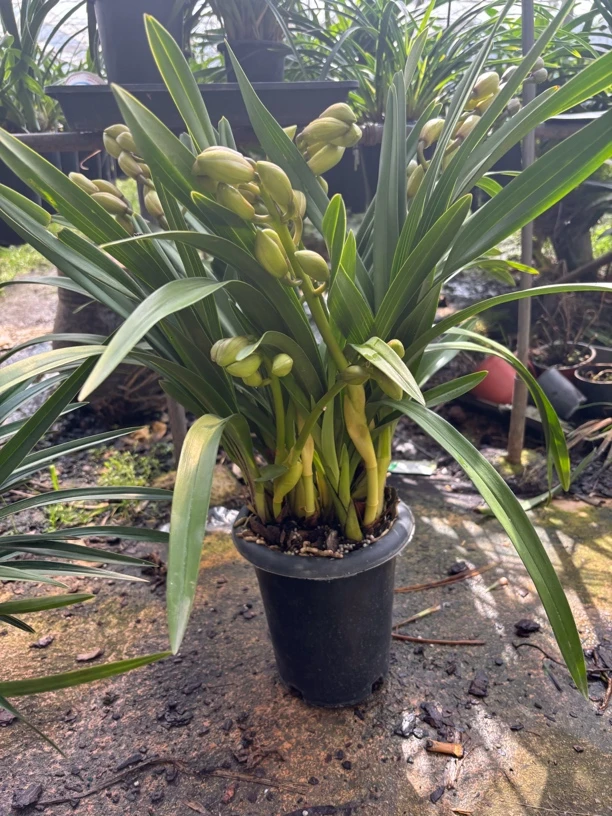 桌面款元宝兰花（生鲜产品，坏盆，消包不售后，介意勿拍）